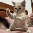 FU