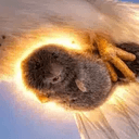 Vole