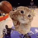 dunkcat