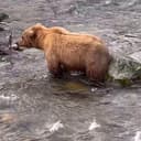 TwerkBear