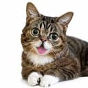 Bub
