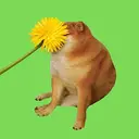 BOP