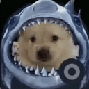 sharkdog