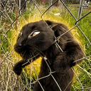 FOMOCAT