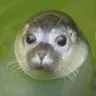 Walruse