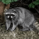 Harriet
