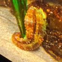 Seahorse