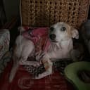 Samantha