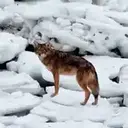 coyote