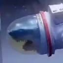 SpaceShark
