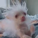 $NAP