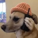 calldogwif