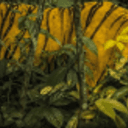BTIGER
