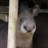 TAPIR