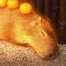 Capybaras