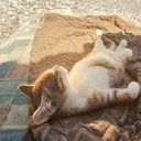 ChillCat
