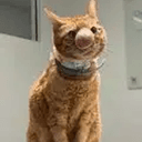 BISCUIT