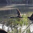 Raccoon