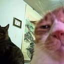 IgnoreCat