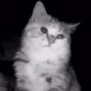 sadcat