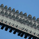 PIGEONS