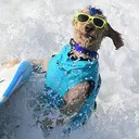 DOGSURF