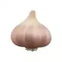 Garlic™