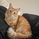 $CATDAY