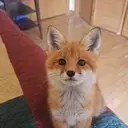 Foxcat