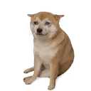 CASHDOG