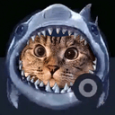 sharkcat