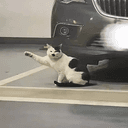 CARCAT