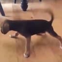TWIRLDOG
