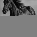 RoseHorse