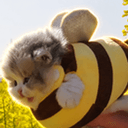 BeeCat