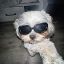 COOLDOG