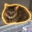 CHILLCAT