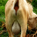 GOATNUTS
