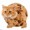 COOKIECAT