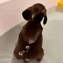 Doxie