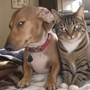 susdogcat