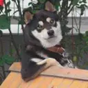 Cooldog