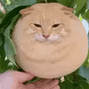mangocat