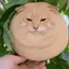 mangocat