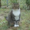 Cat coin