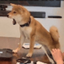 MEMEDOG