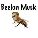 BEELON