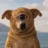 CYCLOPSINU