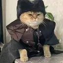 KEDİ
