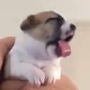 blep